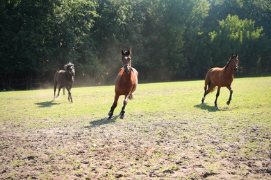 Photo of Bay horses outdoors on sunny day. Beautiful pet