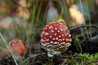 Photo of Amanita mushroom growing in forest, closeup. Space for text