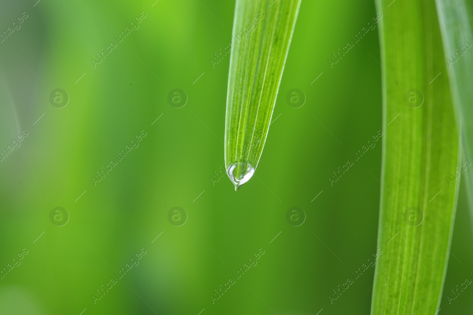 Photo of Water drop on green leaf against blurred background