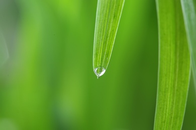 Water drop on green leaf against blurred background