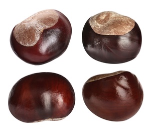 Image of Set of brown horse chestnuts isolated on white