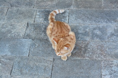 Photo of Lonely stray cat on stone surface outdoors, above view. Homeless pet