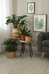 Photo of Stylish living room interior with beautiful houseplants and grey armchair