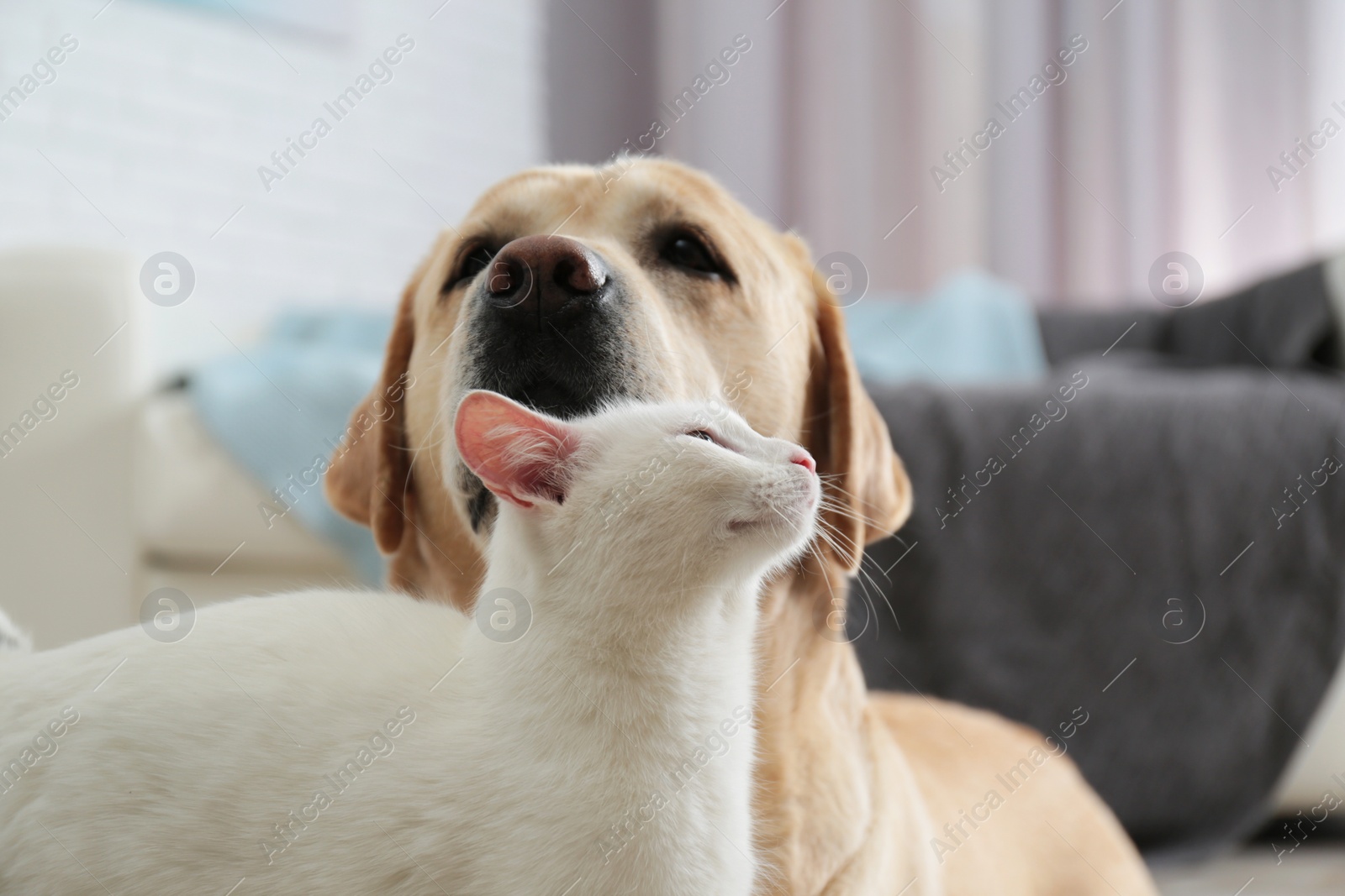 Photo of Adorable dog and cat together at home. Friends forever