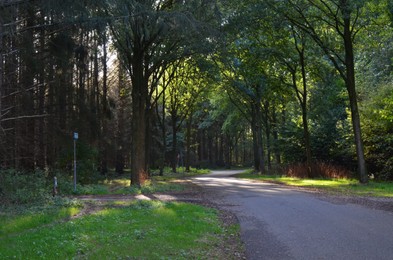 Photo of Beautiful green trees and asphalt path in park on sunny day