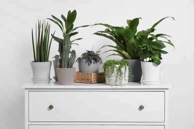 Photo of Green houseplants in pots on chest of drawers near white wall