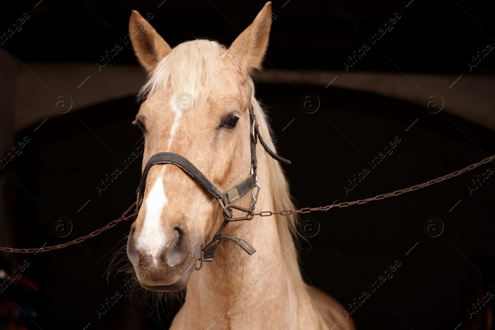 Photo of Adorable horse with bridles in stable. Lovely domesticated pet