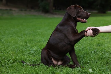 Adorable Labrador Retriever dog giving paw to owner in park, closeup. Space for text