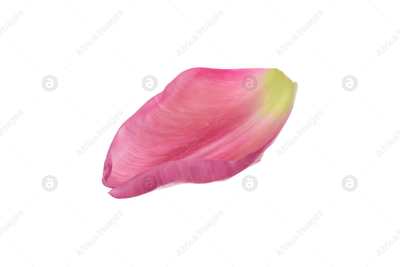 Photo of Beautiful fresh tulip petal isolated on white