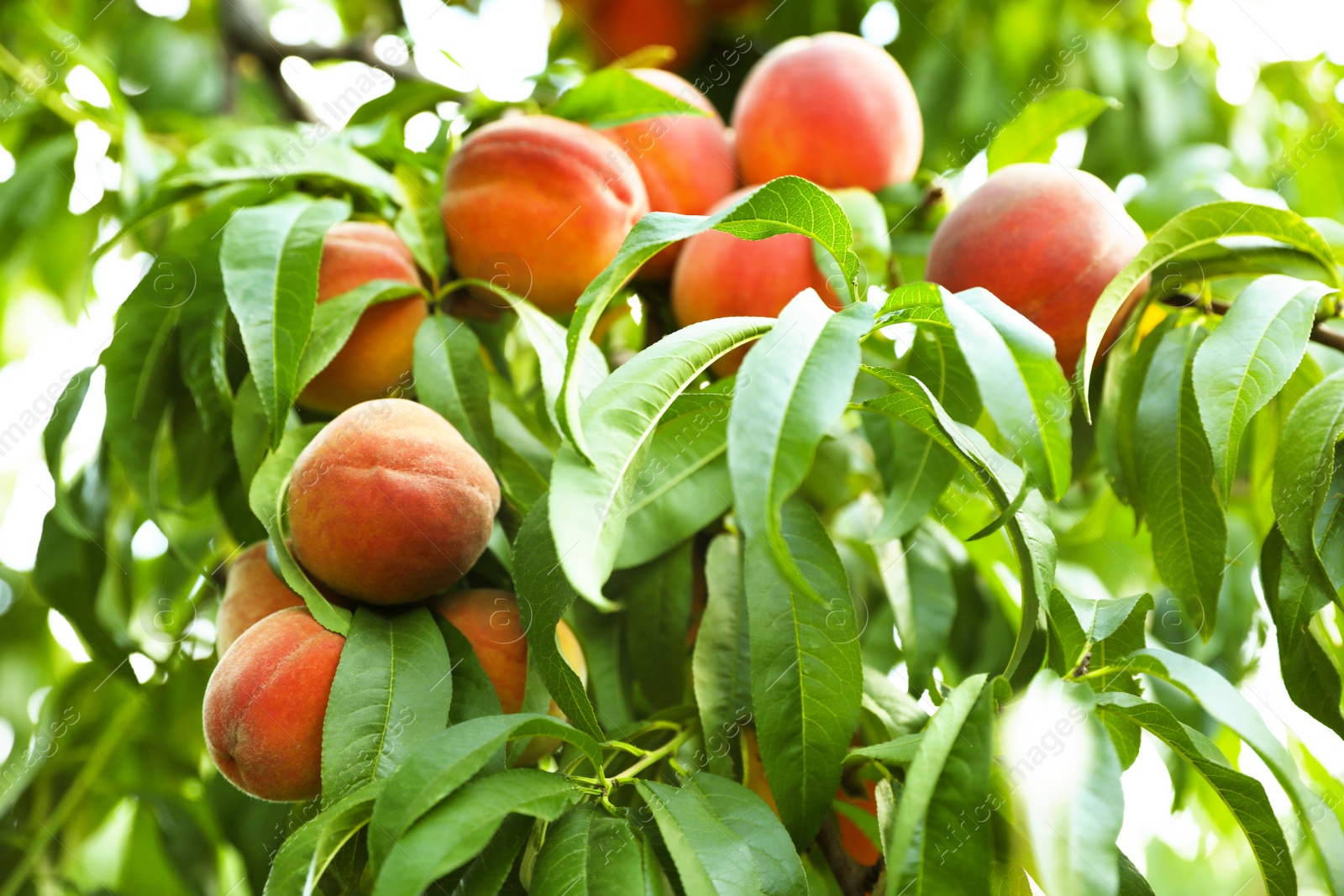 Photo of Fresh ripe peaches on tree in garden