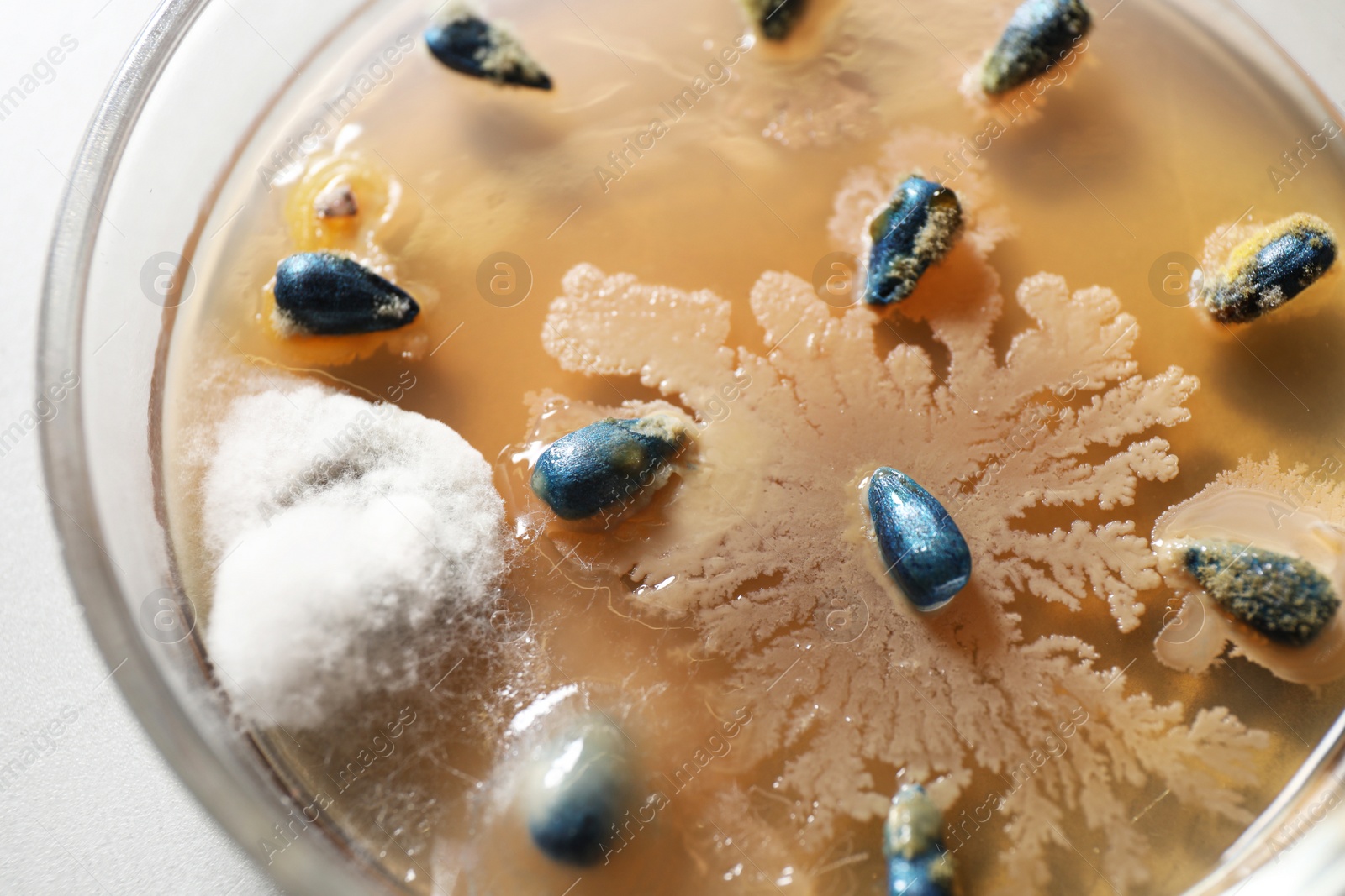 Photo of Germination and energy analysis of sunflower seeds in Petri dish on table, closeup. Laboratory research