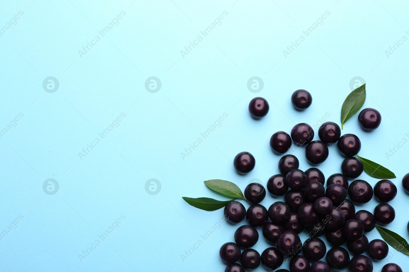 Photo of Fresh acai berries on light blue background, flat lay. Space for text