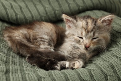 Photo of Cute kitten sleeping on knitted blanket. Baby animal