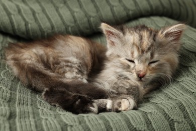 Cute kitten sleeping on knitted blanket. Baby animal