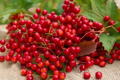 Photo of Branch of viburnum with ripe berries on table outdoors, closeup