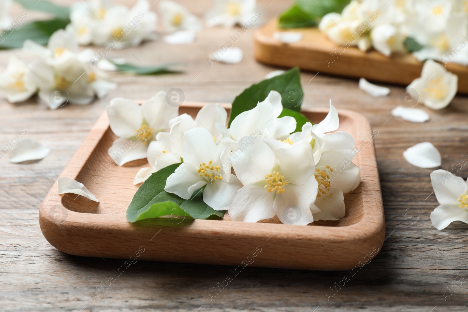 Photo of Plate with beautiful jasmine flowers on wooden table, closeup