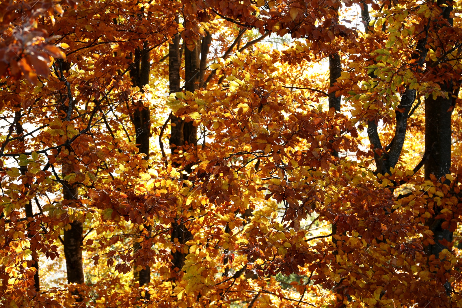 Photo of Beautiful trees with orange leaves in forest on sunny day. Autumn season