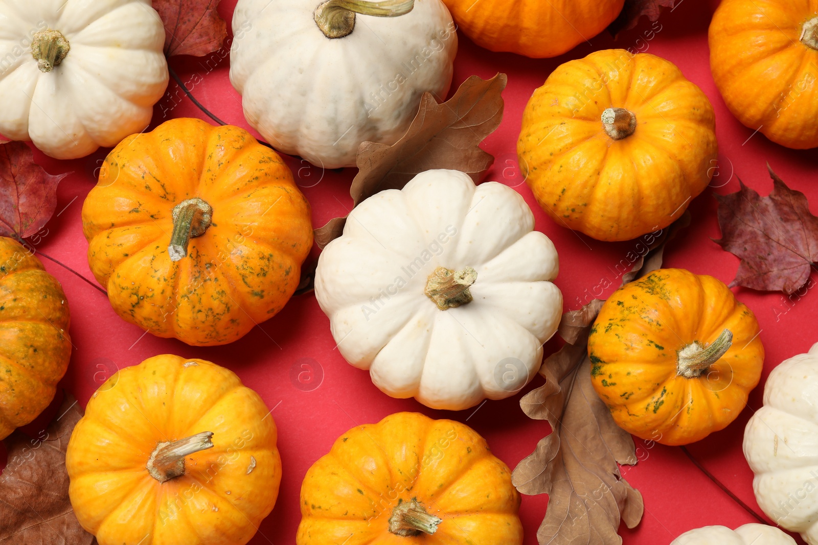 Photo of Thanksgiving day. Flat lay composition with pumpkins on red background