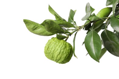 Closeup view of bergamot tree with fruit on white background