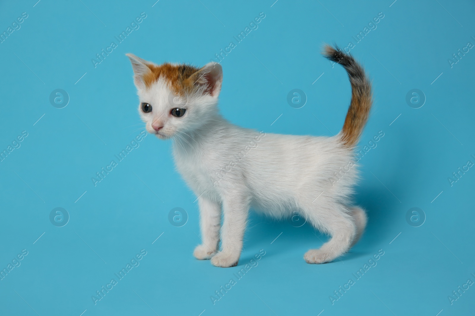 Photo of Cute little kitten on light blue background. Baby animal