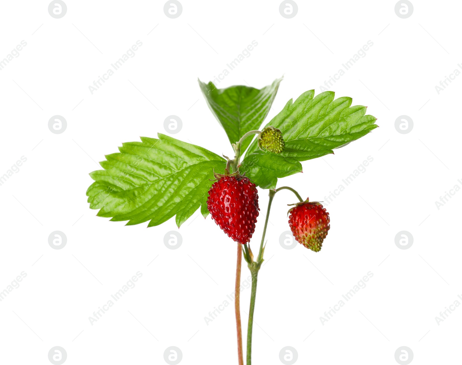 Photo of Stems of wild strawberry with berries and green leaves isolated on white