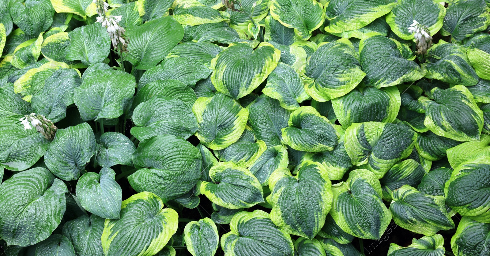 Photo of Beautiful green hostas growing outdoors, above view