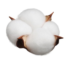 Photo of Beautiful fluffy cotton flower isolated on white