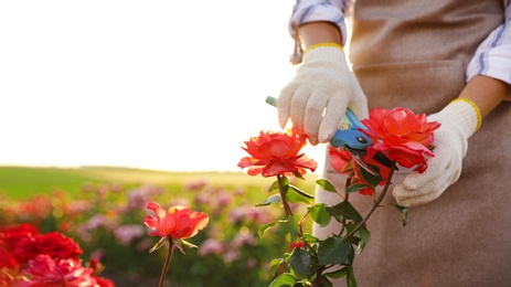 Photo of Woman pruning rose bush outdoors, closeup. Gardening tool