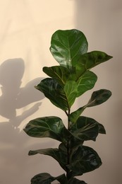 Photo of Beautiful ficus plant near beige wall indoors. House decor