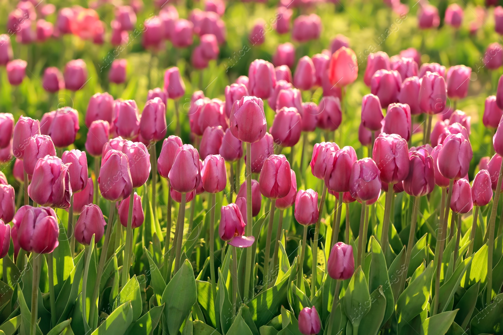 Photo of Picturesque view of field with blossoming tulips on sunny spring day