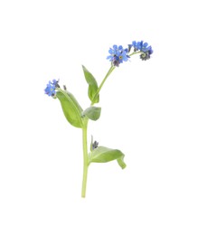 Beautiful blue Forget-me-not flowers isolated on white