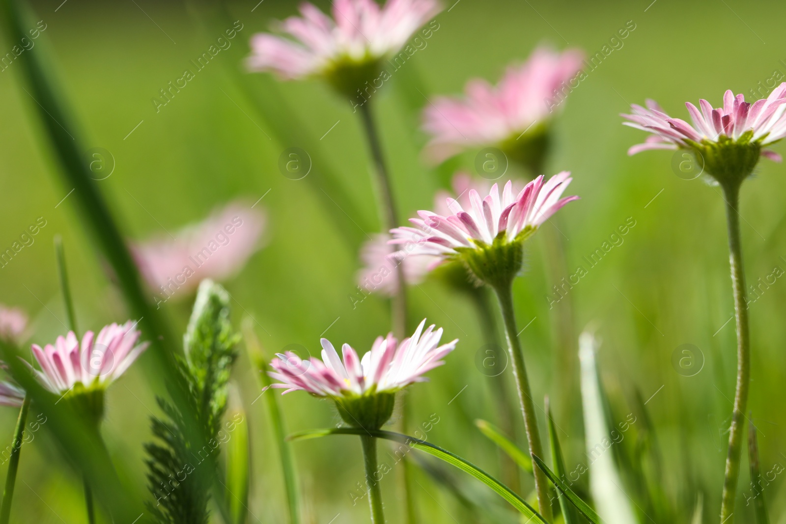 Photo of Beautiful tender daisy flowers growing outdoors, closeup