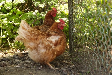 Photo of Two beautiful hens in yard. Domestic animals