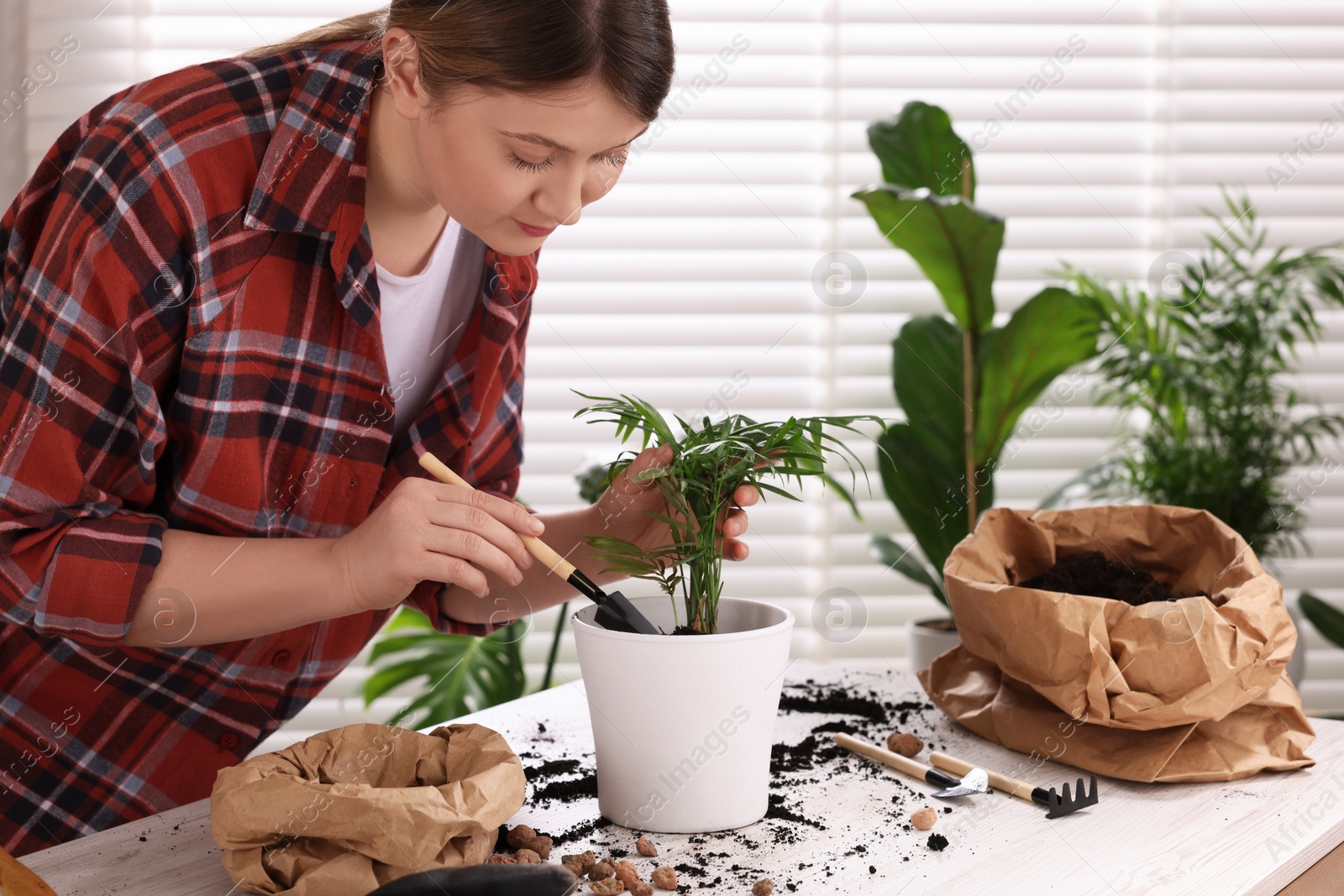 Photo of Woman transplanting houseplant at white table indoors