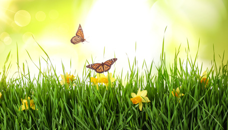 Image of Monarch butterflies flying above green grass with spring flowers