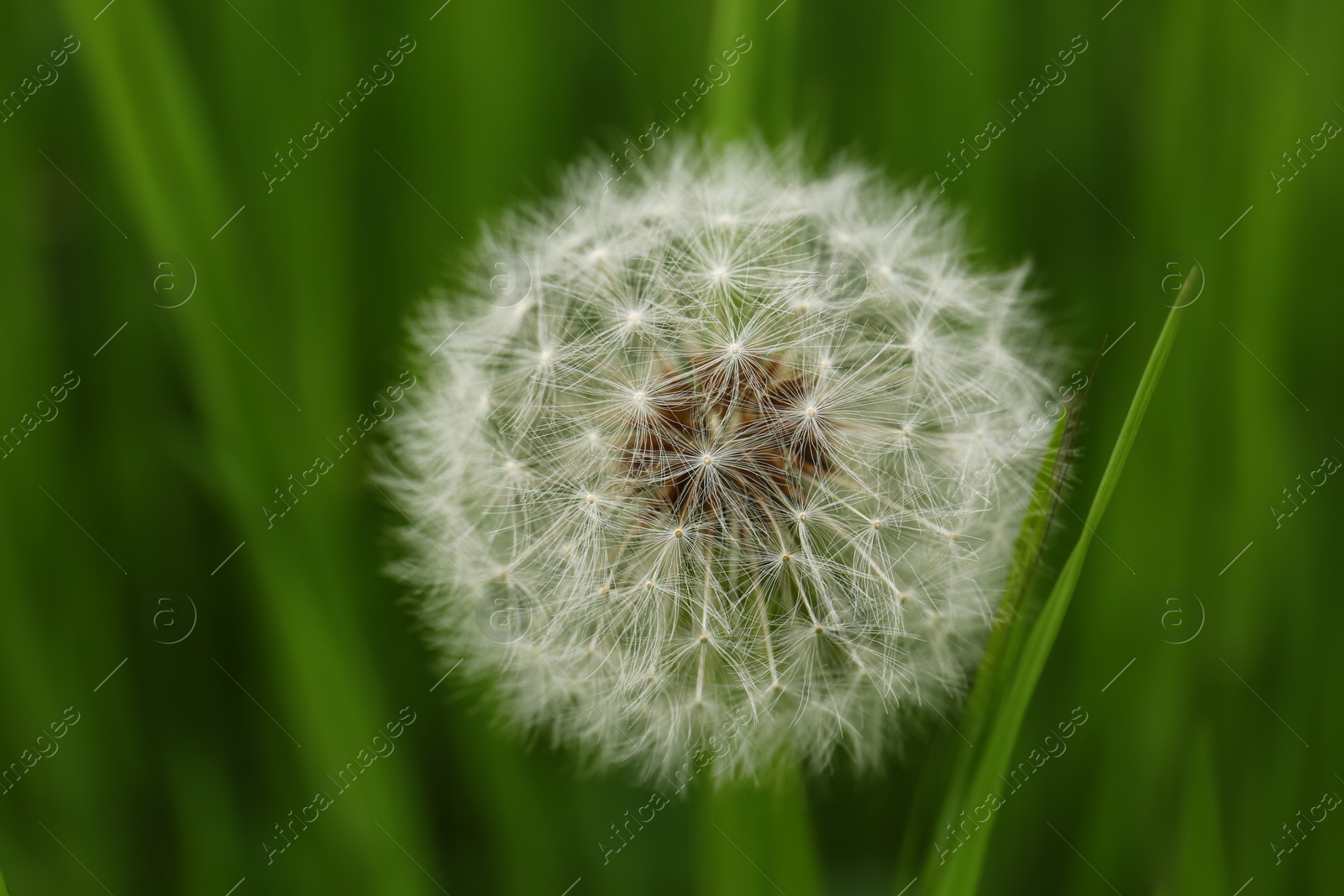 Photo of Beautiful fluffy dandelion in bright green grass, closeup