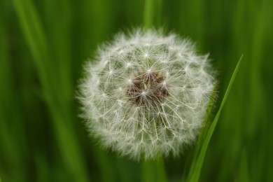 Photo of Beautiful fluffy dandelion in bright green grass, closeup