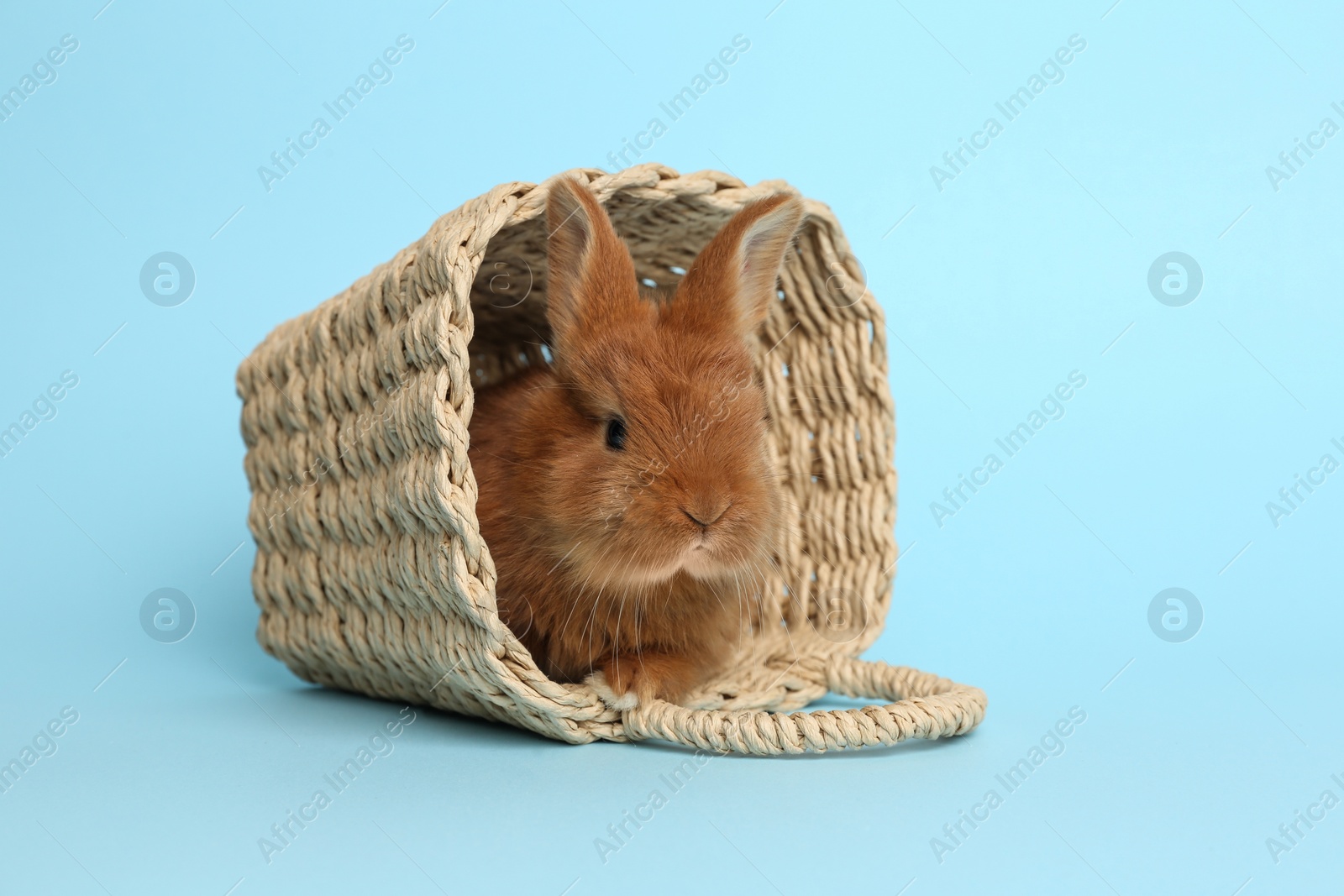 Photo of Adorable fluffy bunny in wicker basket on light blue background. Easter symbol