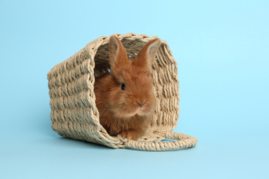 Photo of Adorable fluffy bunny in wicker basket on light blue background. Easter symbol