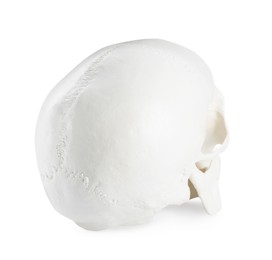 Photo of Human skull isolated on white, back view