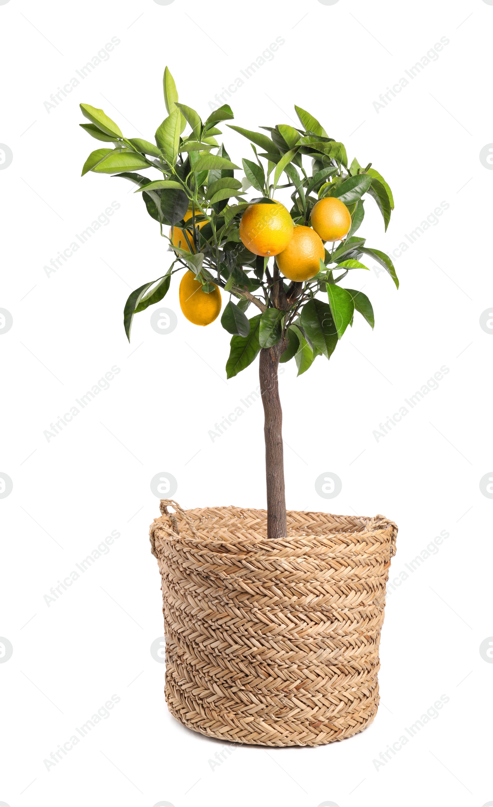 Photo of Lemon tree with ripe fruits in pot on white background