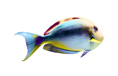 Image of Beautiful bright tropical surgeonfish on white background