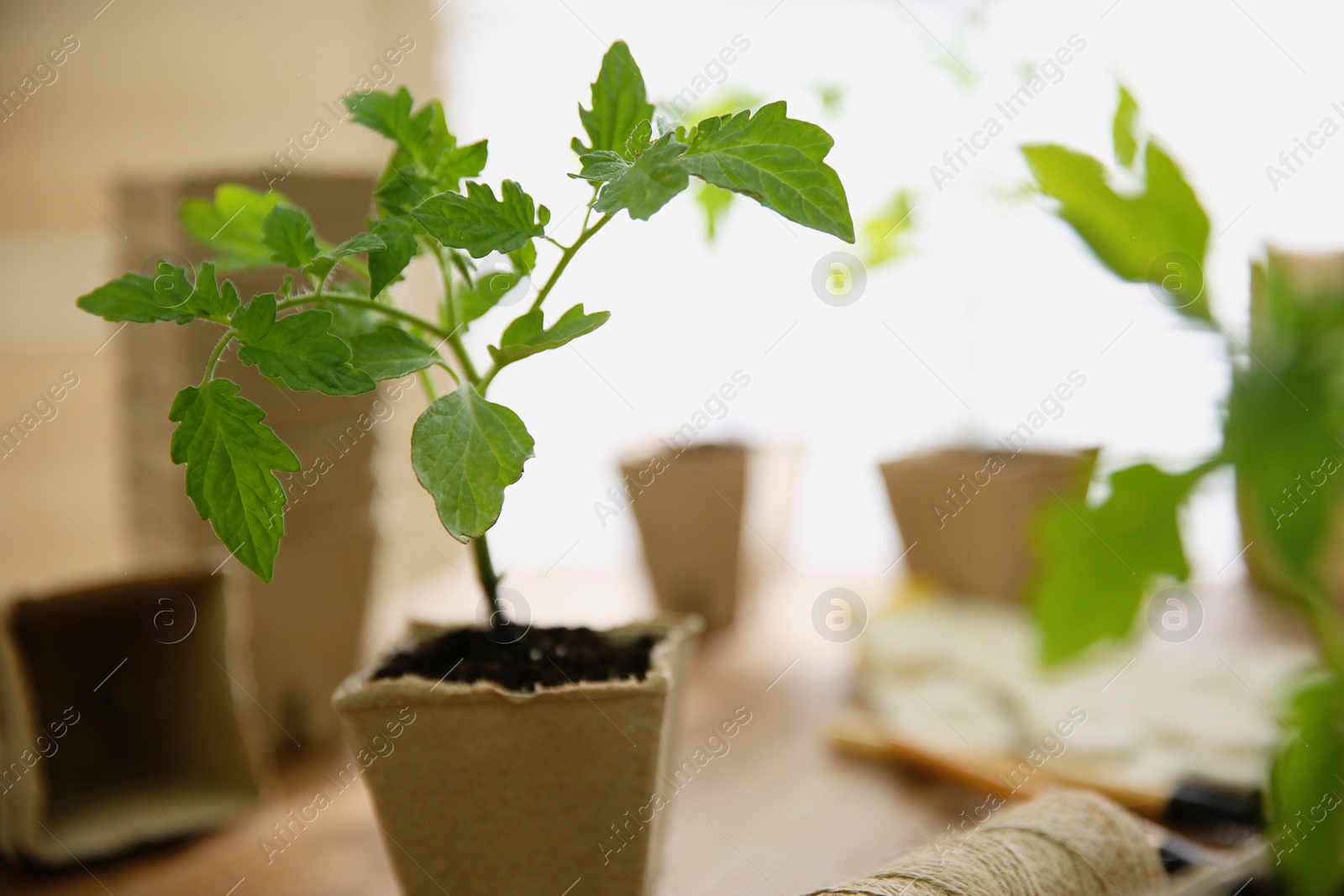 Photo of Green tomato seedling in peat pot on table, closeup