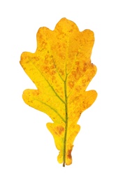 Photo of Beautiful autumn leaf on white background. Fall foliage