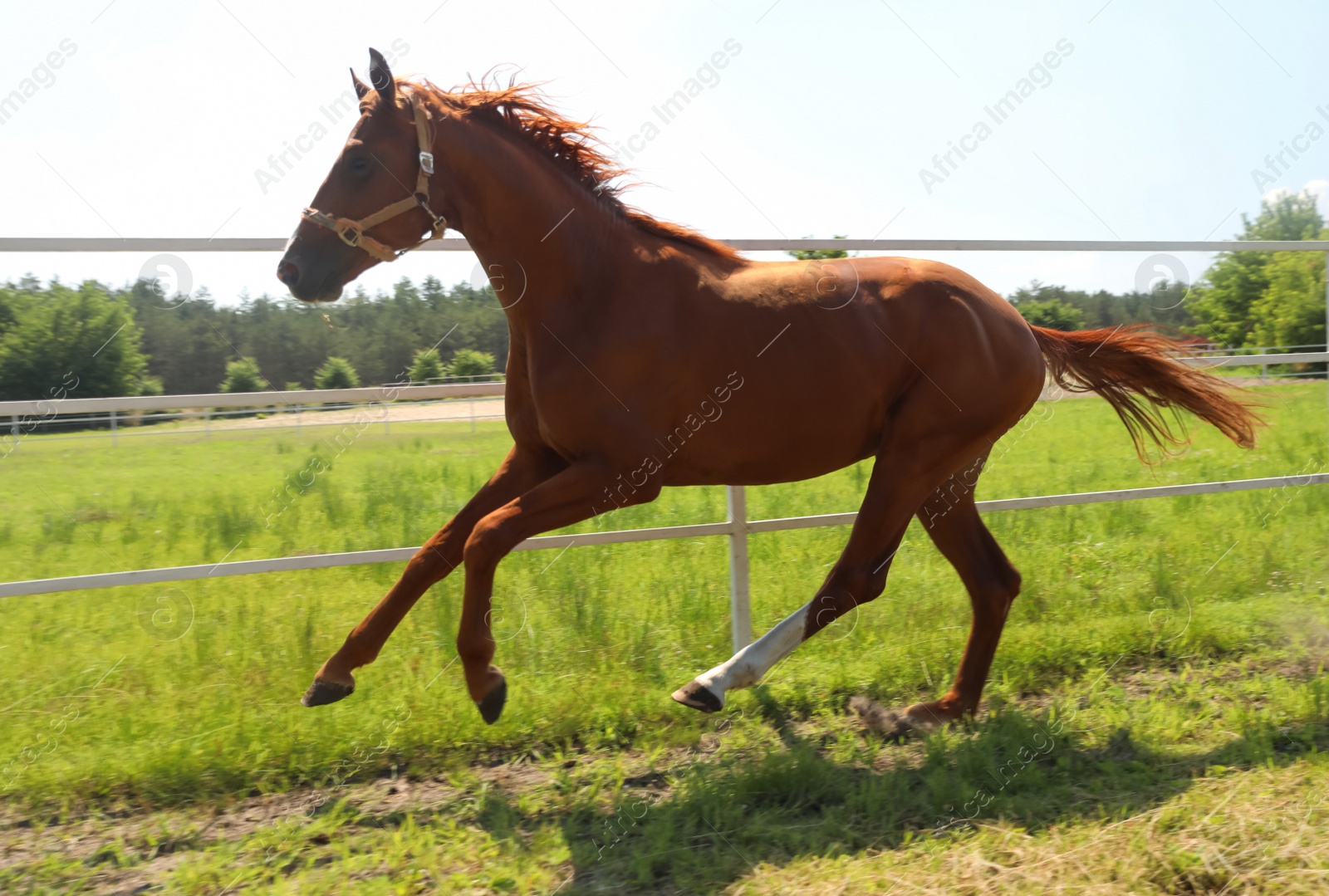 Photo of Chestnut horse in paddock on sunny day. Beautiful pet