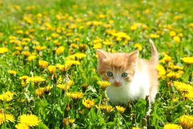 Cute little kitten among beautiful dandelion flowers on sunny day