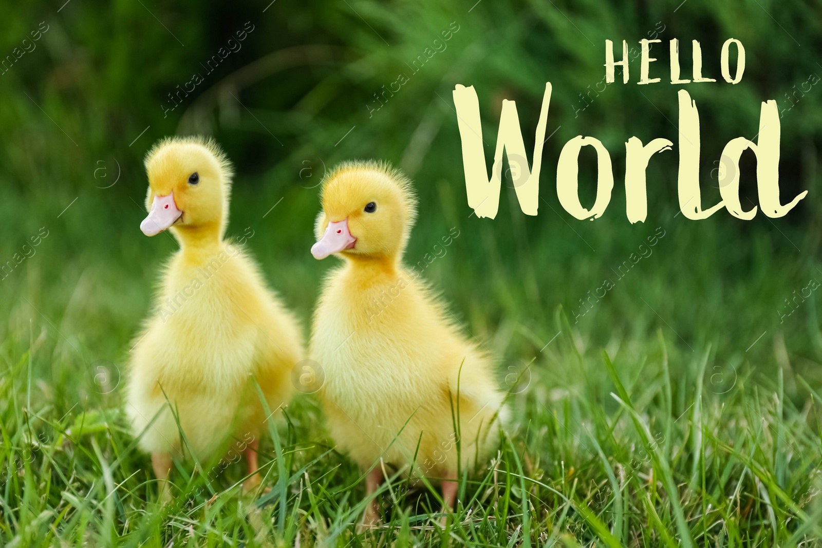 Image of Hello World. Cute fluffy goslings on green grass 