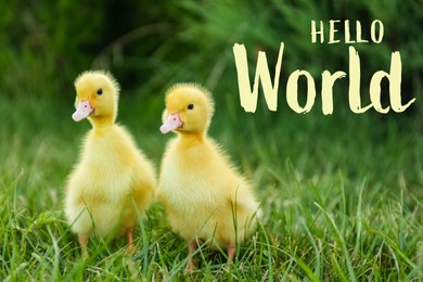 Image of Hello World. Cute fluffy goslings on green grass 