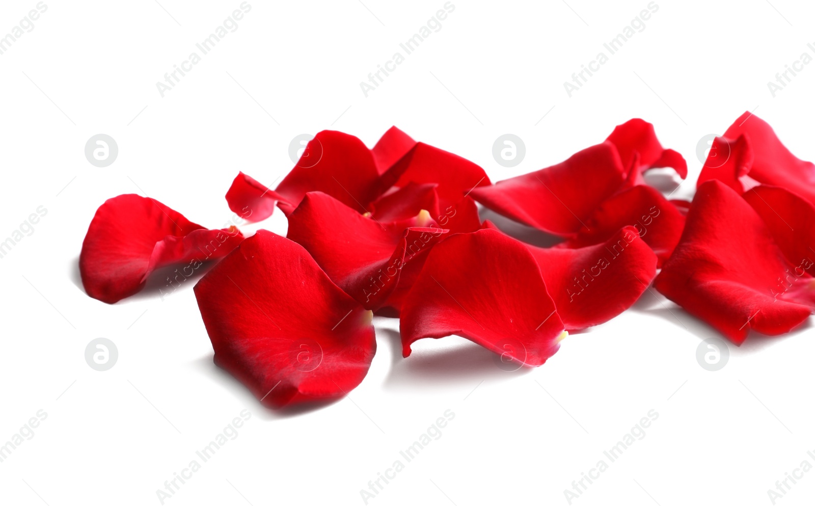 Photo of Beautiful red rose petals on white background