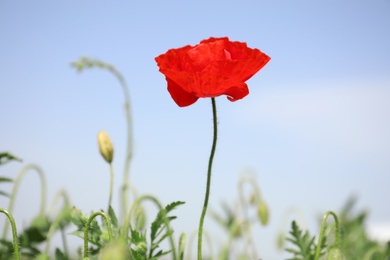 Blooming red poppy flower outdoors on spring day, closeup